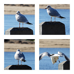 la mouette rieuse,,,,