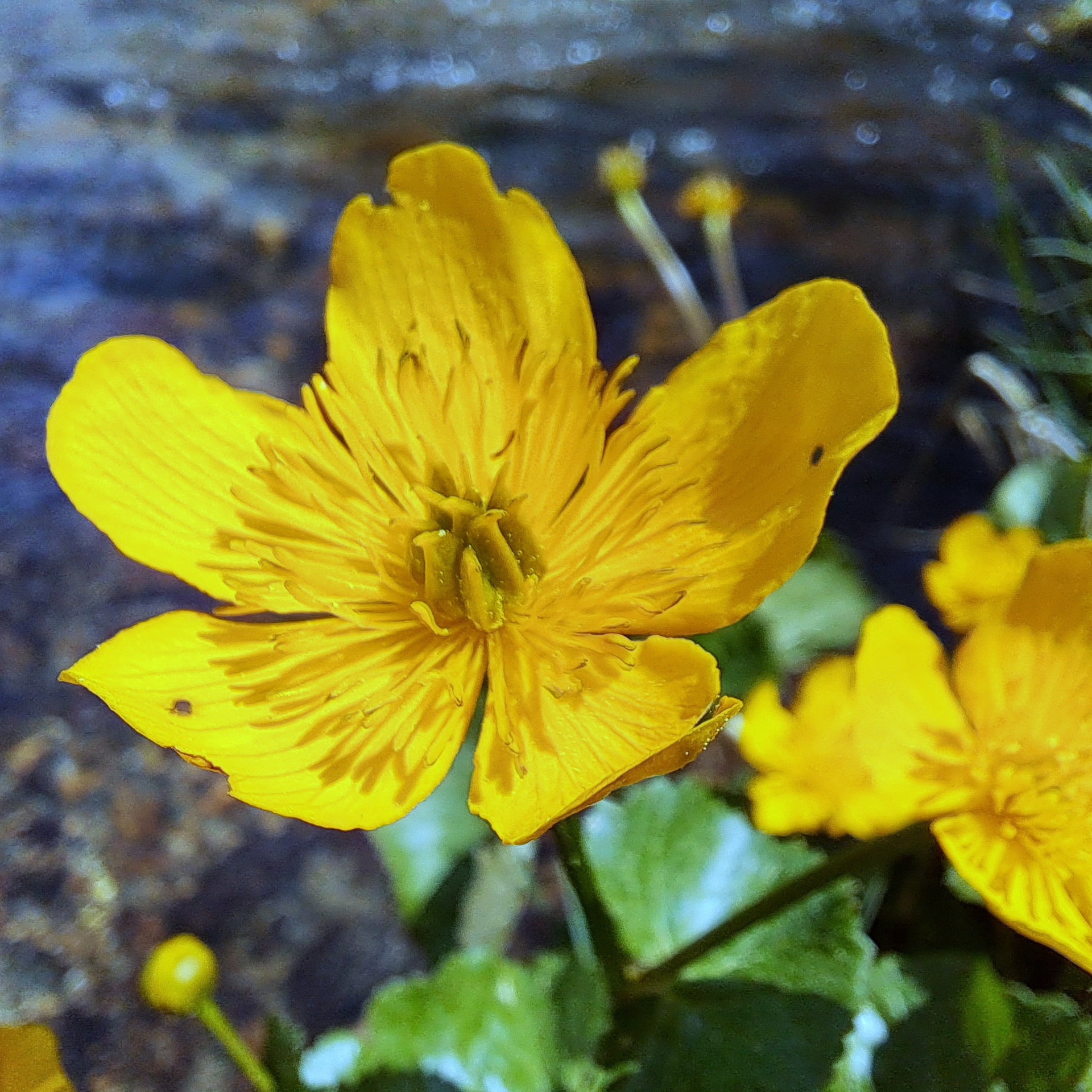 Sumpfdotterblume (Caltha palustris)