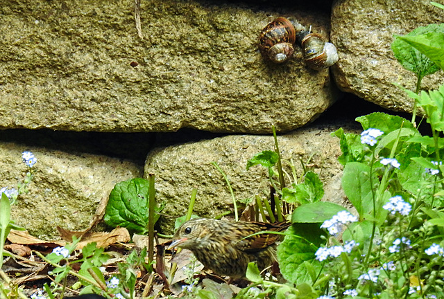 20220517 1021CPw [D~LIP] Gefleckte Weinbergschnecke (Cornu aspersum), Heckenbraunelle, Bad Salzuflen