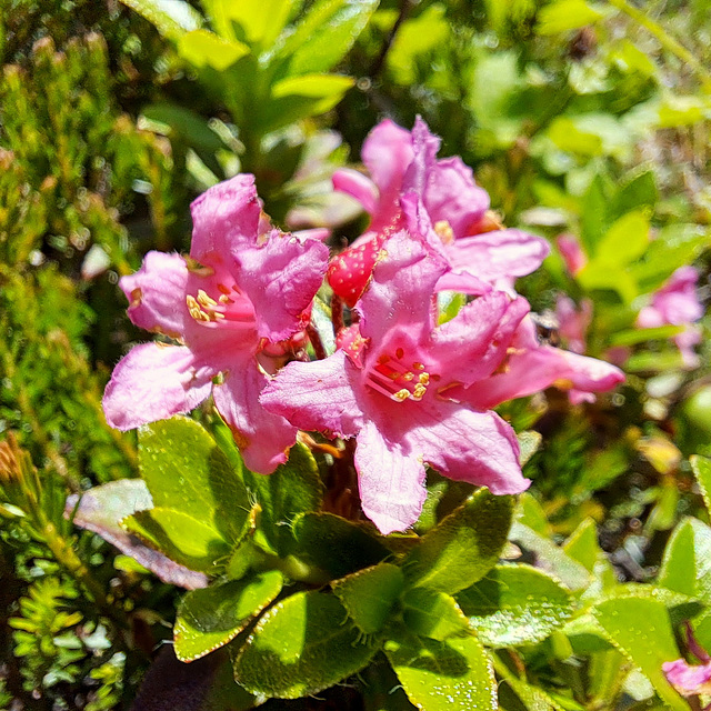 Bewimperte Alpenrose (Rhododendron hirsutum)