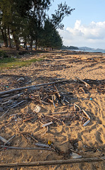 Une plage branchée / Sandy branches on the beach