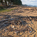 Une plage branchée / Sandy branches on the beach