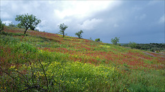 Castelhanos, Wild meadow