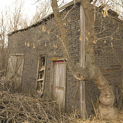 shed and tree-Ardill
