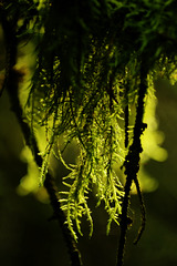 Neulich im Wald