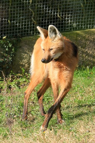 Loup à crinière = Chrysocyon brachyurus (Canidé)