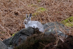 Mountain Hare