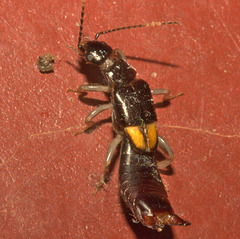 IMG 8518earwig