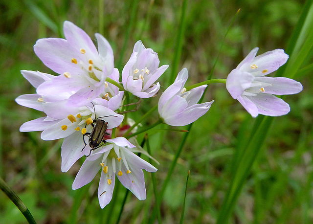allium roseum con ospite