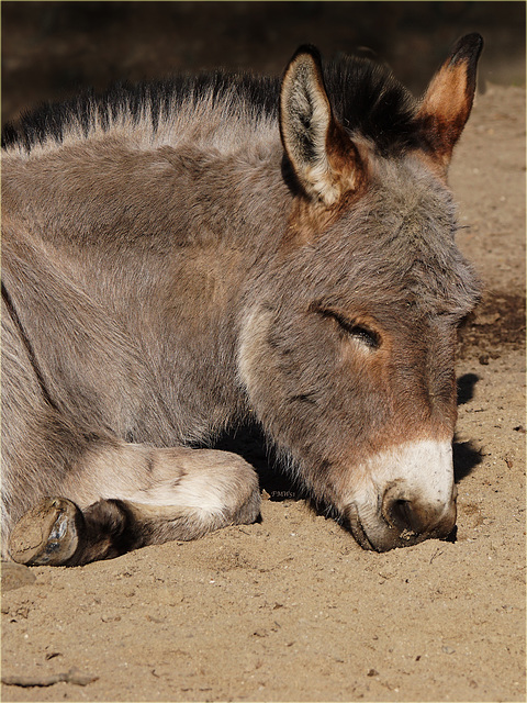 Siesta