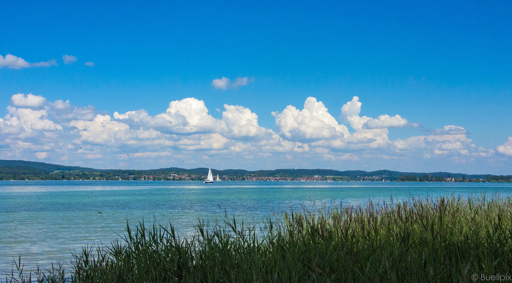 bei Horn am Untersee - Bodensee (© Buelipix)