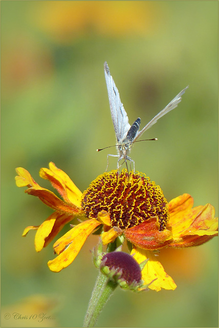 Flower Waltz...