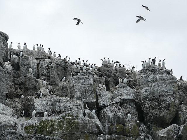 Day 11, Common Murres & Razorbills