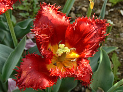 Flower - tulyp