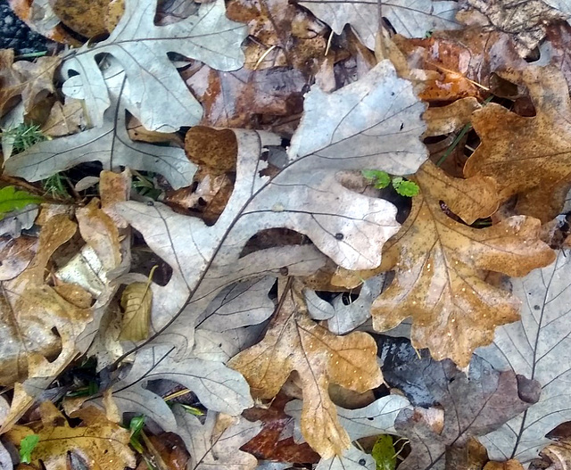 Giants among oak leaves are from White Oaks (Quercus alba)