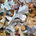 Giants among oak leaves are from White Oaks (Quercus alba)