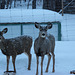 Mule Deer while Snowing