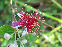 Acca sellowiana flowers