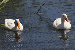 EOS 90D Peter Harriman 13 32 29 36768 pekinDucks dpp