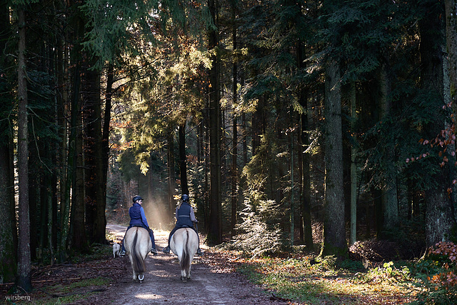 Waldspaziergang