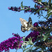 Papilio demoleus 2022