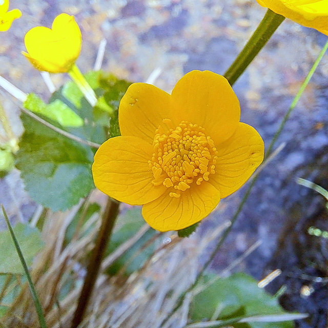 Sumpfdotterblume (Caltha palustris)