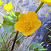 Sumpfdotterblume (Caltha palustris)
