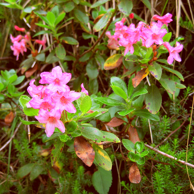 Bewimperte Alpenrose (Rhododendron hirsutum)