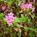 Bewimperte Alpenrose (Rhododendron hirsutum)