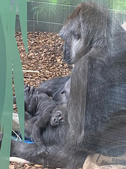 gorilla mom, baby, London zoo