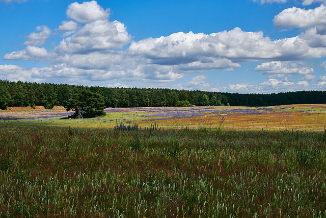 Ein Feld am Bärenwald Müritz