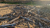 Sandy branches on the beach / Une plage branchée