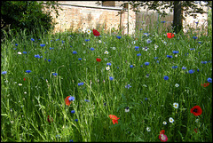 red, white and blue garden