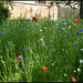 red, white and blue garden