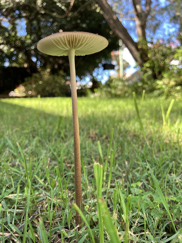 Fungus 0251
