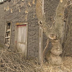 shed and tree- square