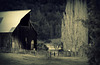 Barn landscape