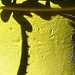 Schatten auf einem Blumentopf