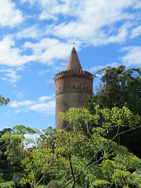 Fenchel vor Burgturm