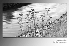 Cow parsley by the Cuckmere - 9.10.2015