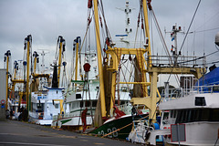 Fishing ships at IJmuiden