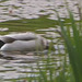Mallard drake feeding on the pond early evening
