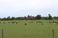 a full pasture!   Burke County, near Waynesboro, Georgia    USA