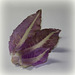 feuilles de chou (2)