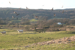 Red Kites At Bellymack Farm