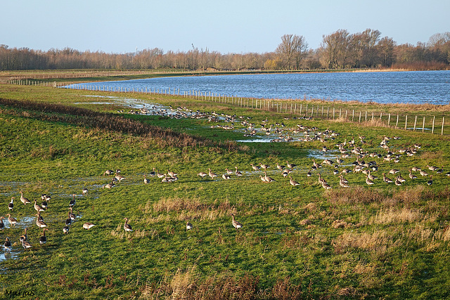 Winterochtend met ganzen