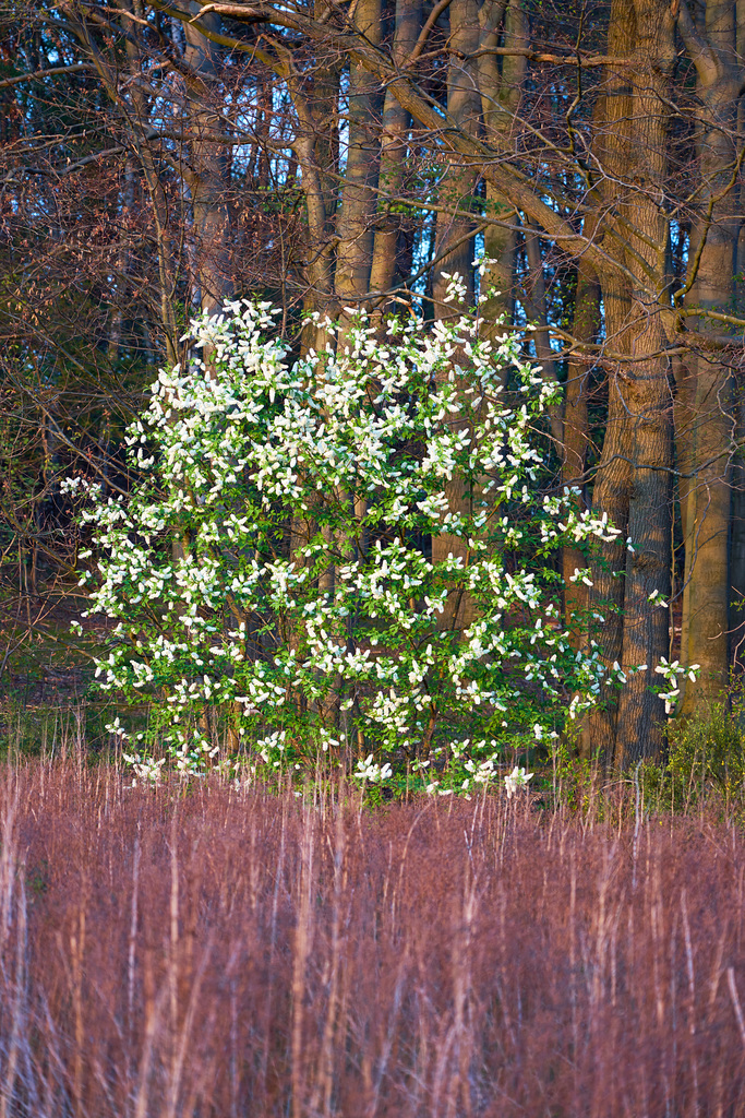 American black cherry ! (Prunus serotina)