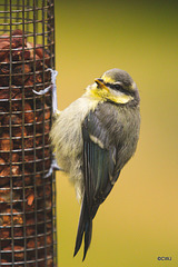 Fledgling Bluetit having a ho at feeding itself!