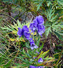 Blaue Schönheit am Wegesrand auf dem Monte Generoso