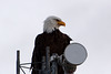 Alaska, The Bald Eagle